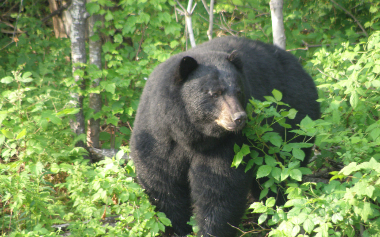 Vermont bear hunters had a record season in 2020 Barton Chronicle