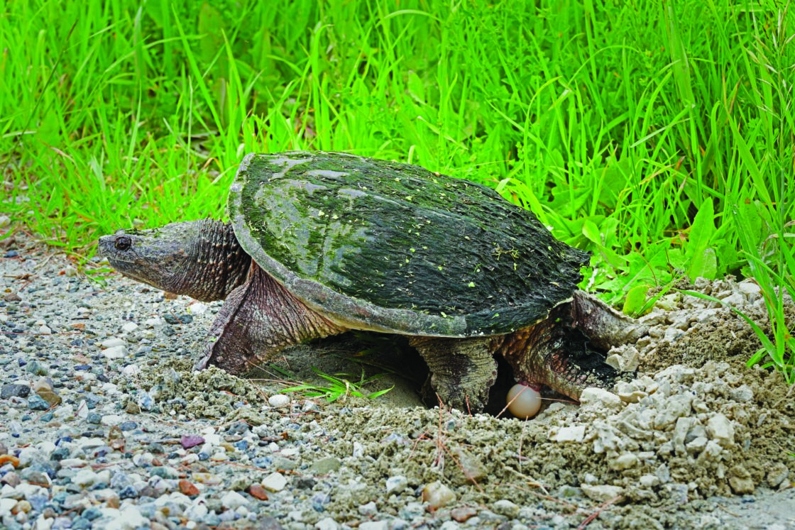 Watch for Turtles on the Roadway - Barton Chronicle Newspaper