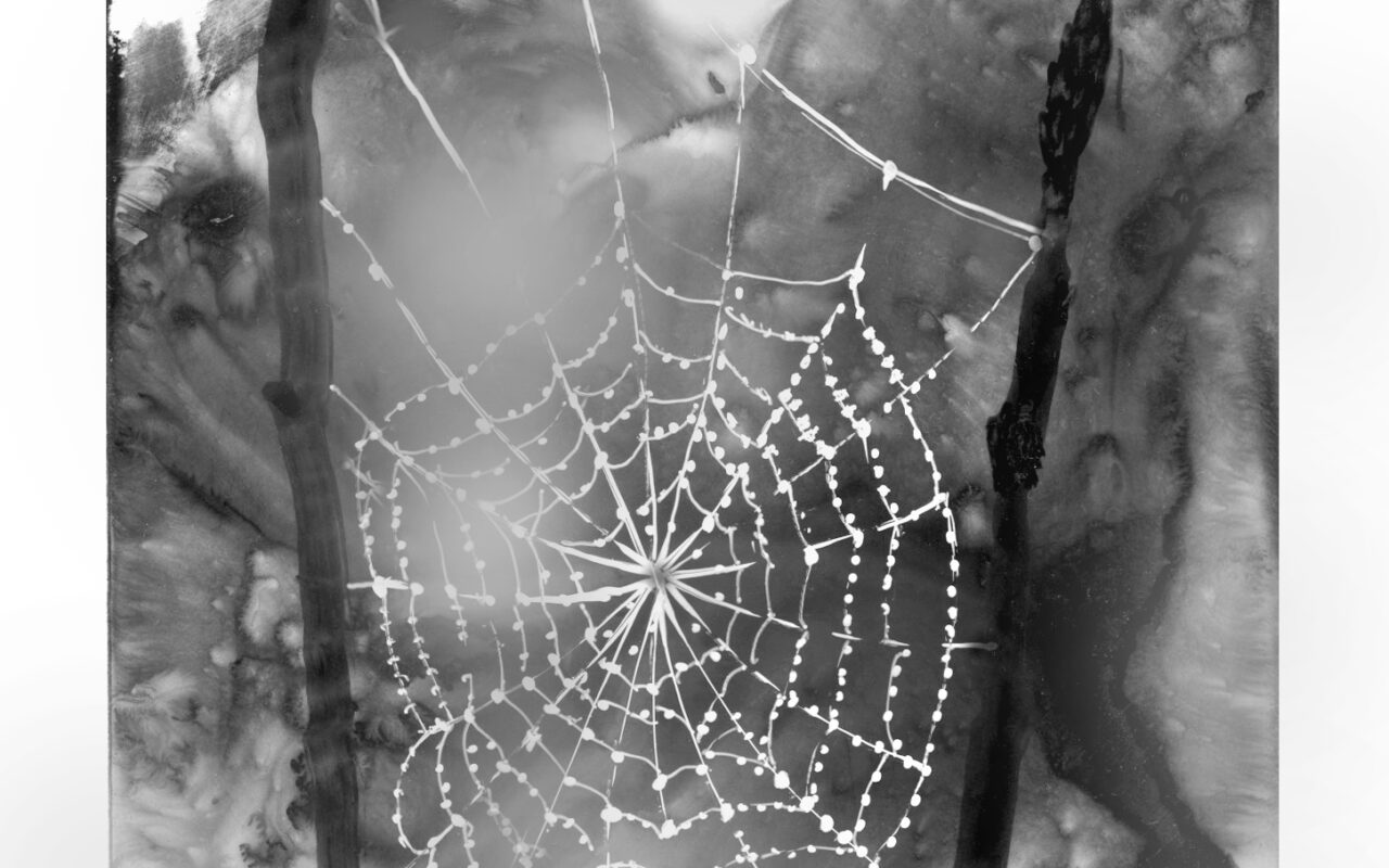 Dewdrops on a spiderweb reveal the physics behind cell structures