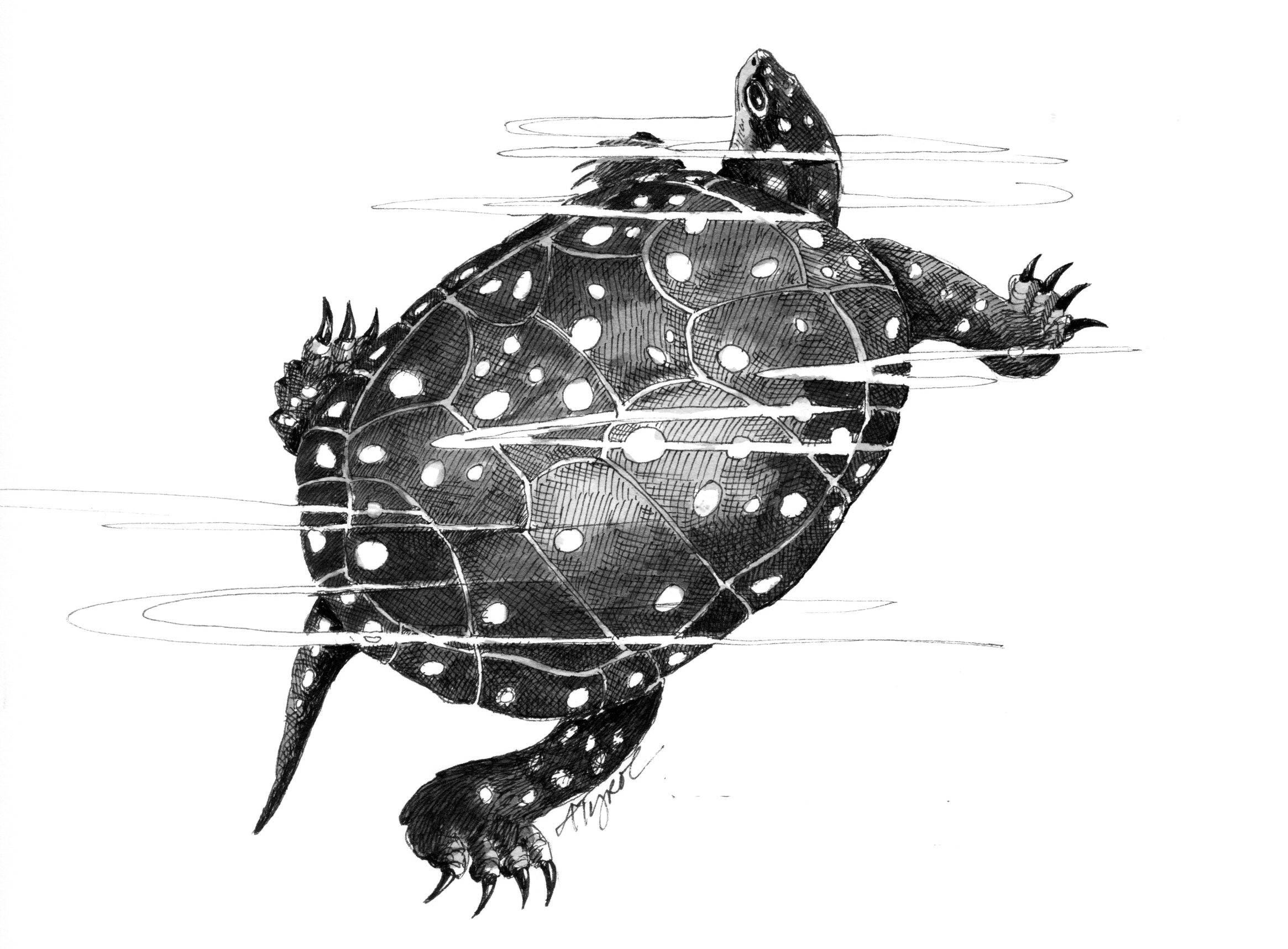 Spotted turtles: rare and reclusive - Barton Chronicle Newspaper