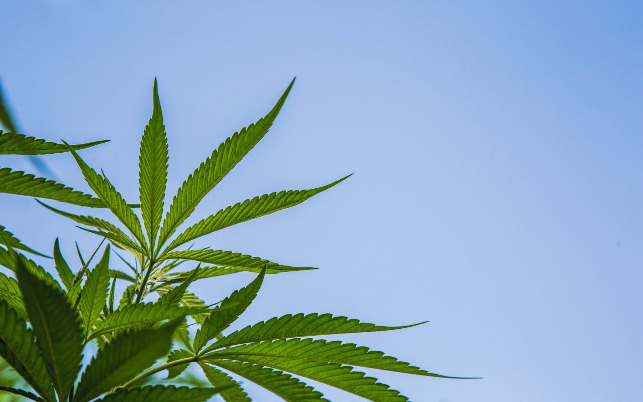 Vermont Supreme Court finds against Holland Cannabis