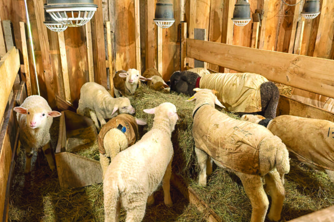 Hops and Merino wool grow in East Hardwick