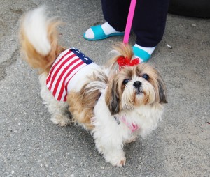 Suki wears this patriotic outfit every Memorial Day and Fourth of July, said her owner, Linda Lyons.  Ms. Lyons and Suki were among those who didn’t mind getting a little wet in order to watch the Memorial Day parade in North Troy on Monday.  Photo by Tena Starr 