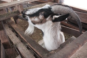 Ben is Ms. Greenleaf's favorite goat.  “He could get away with murder,” she said.