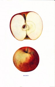 The Baldwin was one of America’s most popular apples until it was dethroned by the McIntosh.  This formal portrait is from the great two-volume set, The Apples of New York, by S.A. Beach.