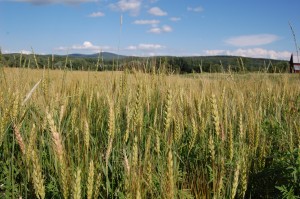 Wheat at Butterworks Farm in Westfield is grown organically, with no genetic modifications.  Photo by Bethany M. Dunbar