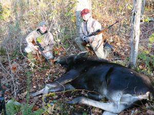 Barry Adams of Lyndonville hunting with his father, Dave, shot this 442-pound cow in Wheelock Monday morning.  Photo courtesy of Cedric Alexander