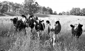 A group of heifers hang out in Brownington.  Photo by Bethany M. Dunbar