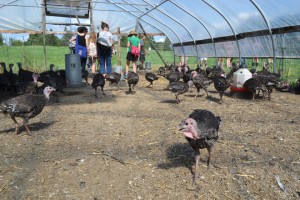 High school students at the Governor’s Institute on Farms, Food and Your Future walk through the turkey pen to see the pasture at Sterling College in Craftsbury.  
